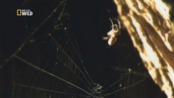 Супер паук / Super Spide (2012 / SATRip)