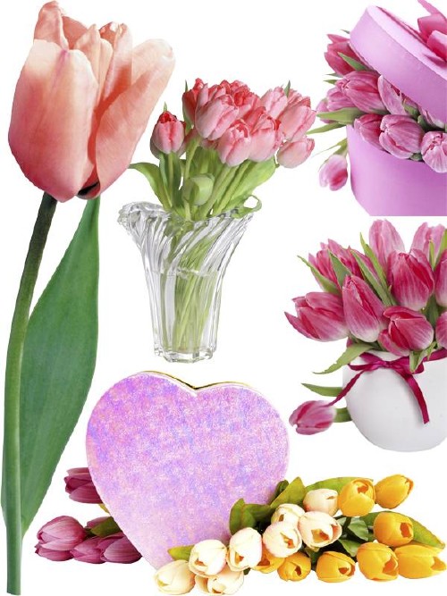 Тюльпаны - цветочный фотосток (часть вторая)