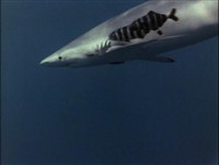    :  / Underwater Odyssey of a command of Cousteau (1968 / DVDRip)