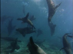 Подводная одиссея команды Кусто: Киты и кашалоты / Underwater Odyssey of a command of Cousteau (1969 / DVDRip)