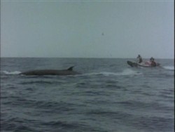 Подводная одиссея команды Кусто: Киты и кашалоты / Underwater Odyssey of a command of Cousteau (1969 / DVDRip)