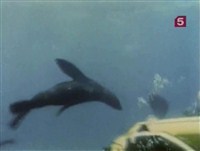    :   / Underwater Odyssey of a command of Cousteau (1969 / DVDRip)