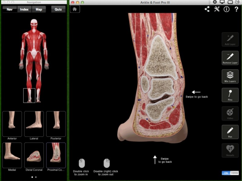 Ankle & Foot Pro III - анатомия ног человека (лодыжка)