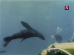 Подводная одиссея команды Кусто: Морские найденыши / Underwater Odyssey of a command of Cousteau (1969 / DVDRip)