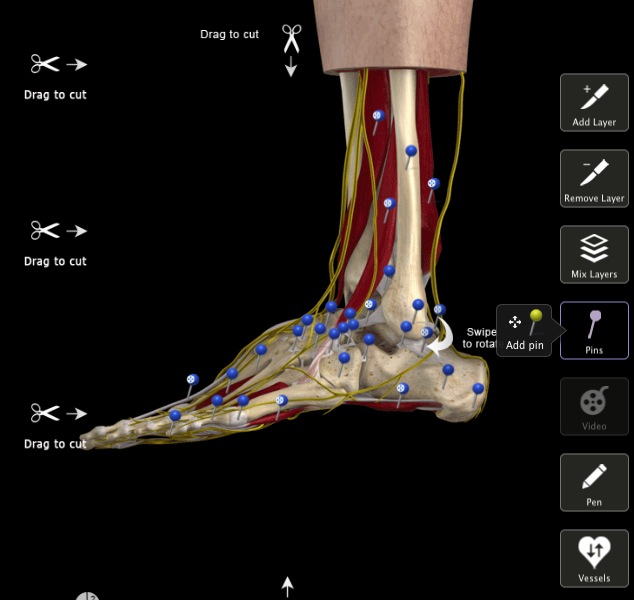 Ankle & Foot Pro III - анатомия ног человека (лодыжка)