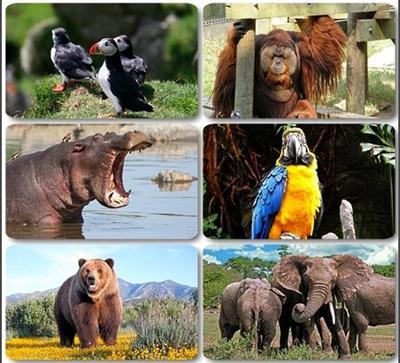 Wonderful world of animals desktop wallpaper
