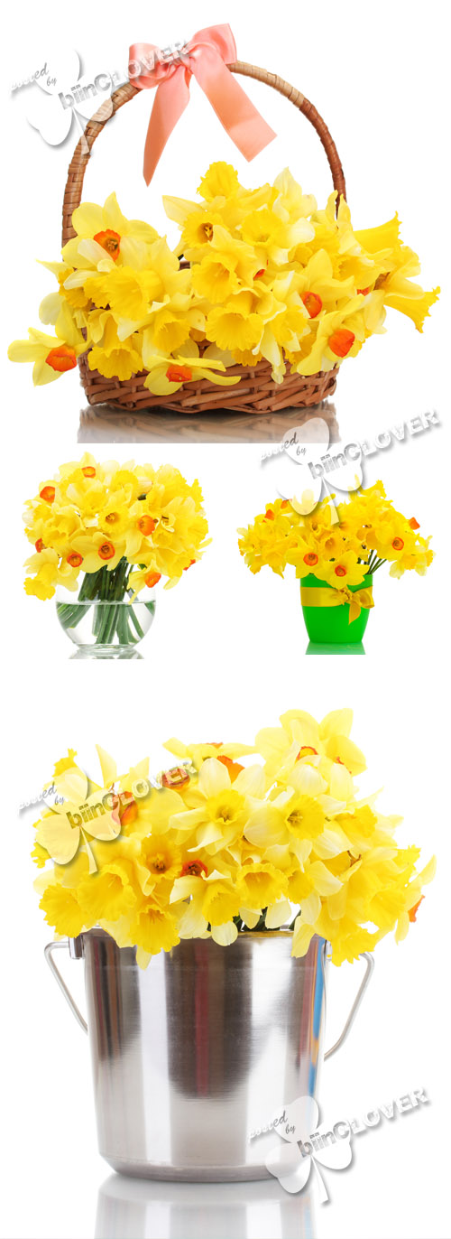 Yellow daffodils 0372