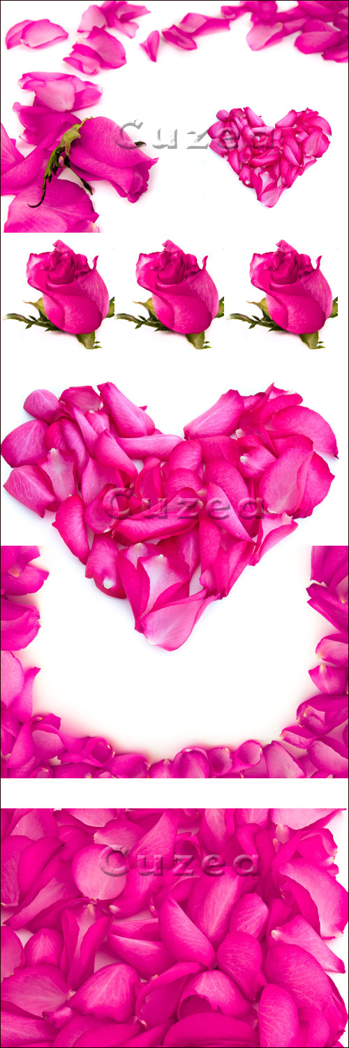      / Petals of roses on a white background - Stock photo
