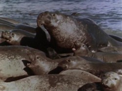 Подводная одиссея команды Кусто: Возвращение морских слонов / Underwater Odyssey of a command of Cousteau (1970 / DVDRip)