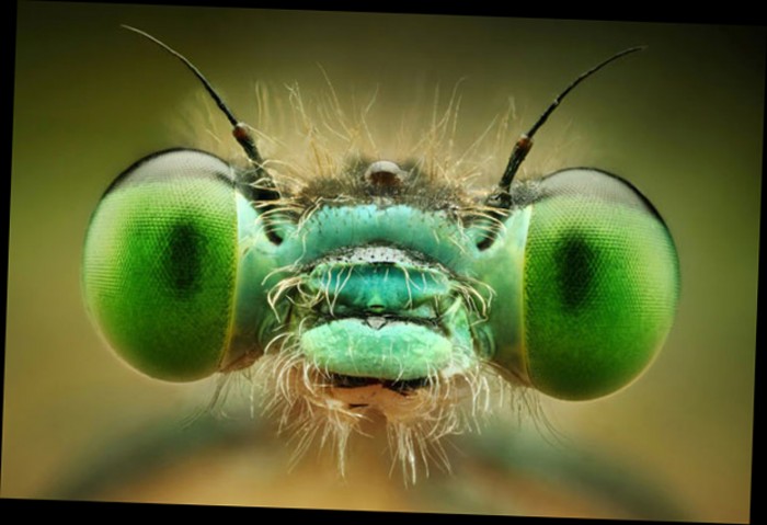 Фантастические фотографии насекомых