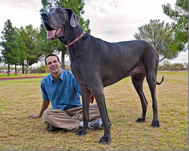 Самая большая собака в Мире