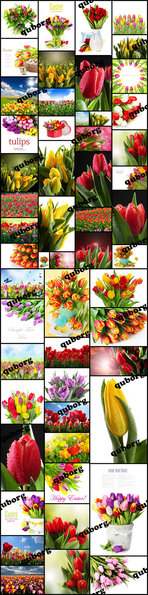 Stock Photos - Tulips