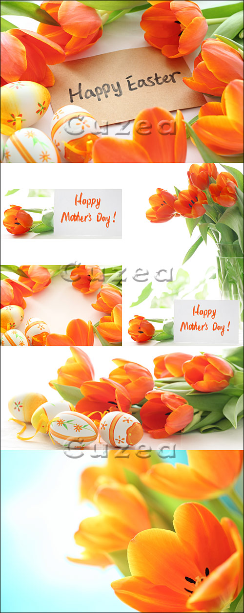 Stock photo -   8    / Tulips for Mother day and Easter eggs