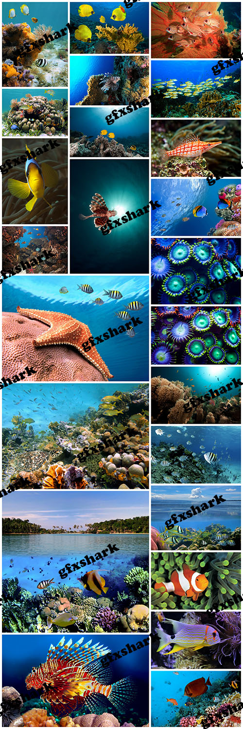 Stock Photos - Amazing Underwater