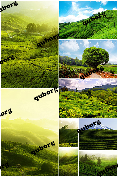 Stock Photos - Tea Plantation