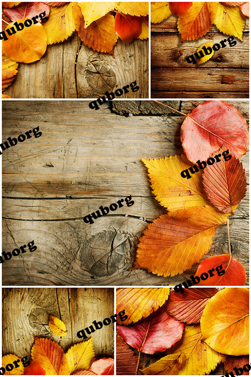 Stock Photos - Autumn Textures