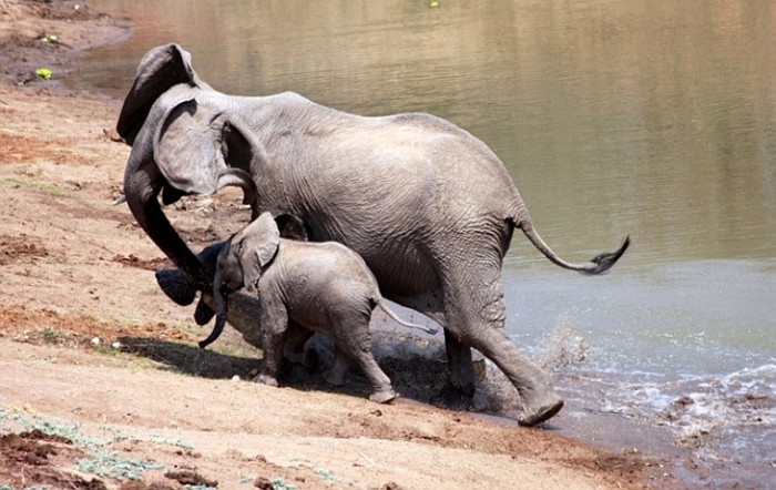 Жестокий бой Слона с Крокодилом
