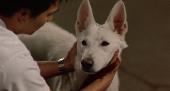  :  -9 / Dog x Police: Junpaku no kizuna (2011) HDRip / BDRip 720p