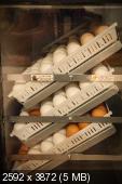 Продажа инкубационного яйца цветных бройлеров. Запись на сезон  2013 года(импорт) - Страница 8 _1e586af29c6b06e78e0b3ff9083bf775