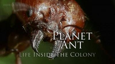 BBC4 - Planet Ant Life Inside the Colony (2013) 3c7fcb639997b9cc58b6