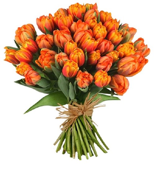 Тюльпаны - цветочный фотосток (часть пятая) &quot; КлипДэй